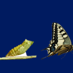 Business Transformation banner